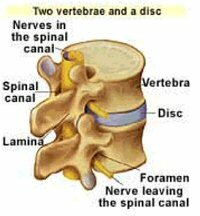 Two vertebrae and a disk