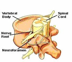 Vertebrae with Spinal Cord