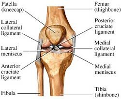 Medial Collateral Ligament Injury